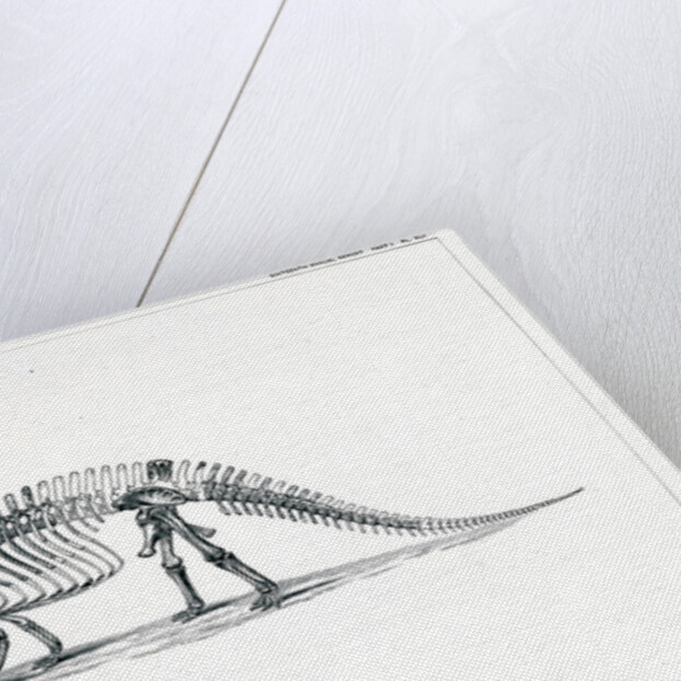 ‘Brontosaurus excelsius’ by Unknown